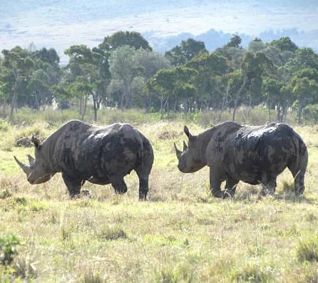 2 Rhinos