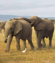 Photograph of Elephant herd in Amboseli, Kenya