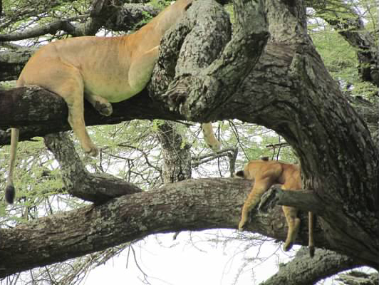 Two lions in a tree